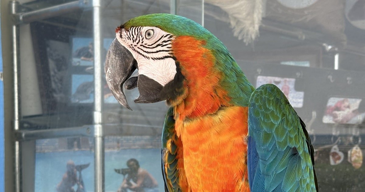 slider-image 